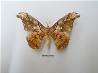 藏品(大綠目天蠶蛾)的圖片